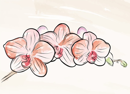 Vector Painted Orchidのイラスト素材
