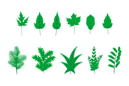 Collection of green plant leaves in flat styleのイラスト素材
