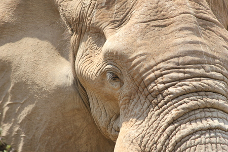 A closeup picture of an African  Elephant head and eyeの写真素材