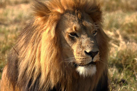 A closeup photo of a male lion in natureの写真素材