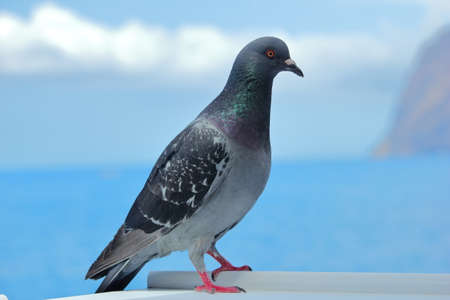 A closeup  photo of a pigeon showing its colorful eye, neck and feet.の写真素材