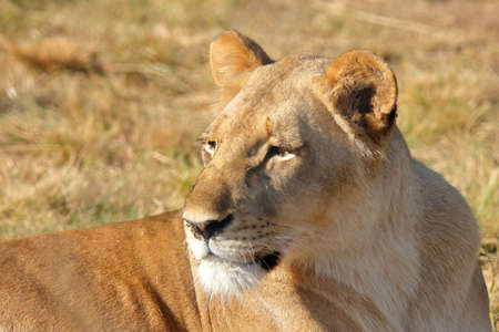 A closeup photo of a female lion in natureの写真素材