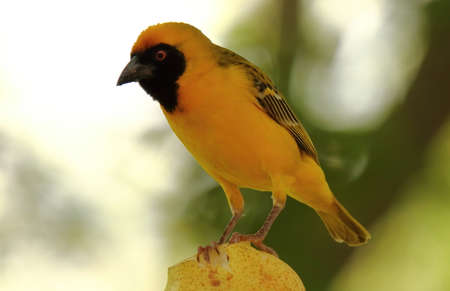 A close-up photo of a Southern Masked Weaver perching on a pear.