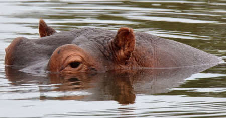 A photo of a hippopotamus in the water with only its eyes and ears visible.の写真素材
