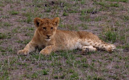 a photo of a baby lion cub, relaxing in the savanna, near the pride that was seen during a game drive in the Sabi Sands game reserve in South Africaの写真素材