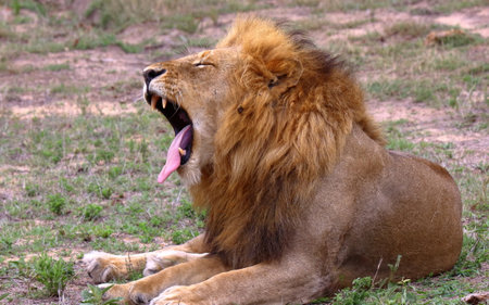 A close-up of a male lion giving a lazy yawn, spotted in the Sabi Sands game reserve in South Africa.の写真素材