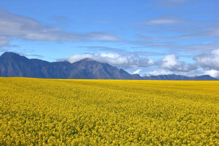 A photo of yellow canola fields against the Western Cape mountain range.の写真素材