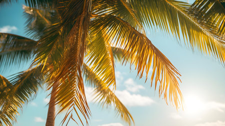 Close up of Palm Leaves on a Tropical Beach. Beautiful vacation backgroundの素材