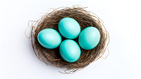 Top view of cyan eggs in a nest on a white background. Easter template with copy spaceの素材
