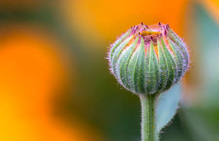 the bud with orange backgroundの写真素材