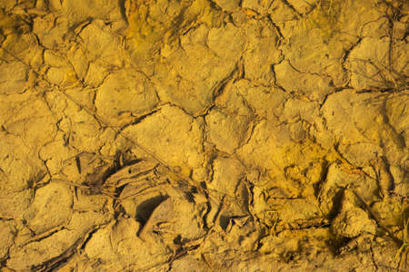 Texture, background. The surface of the earth is covered with cracks and scratches.の写真素材