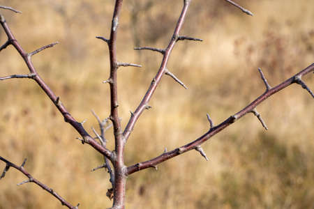 Dry branches of a thorny tree in the steppe.の写真素材