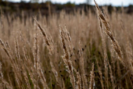 Close up of dry grass in the field. Selective focus.