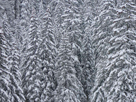 Snowy close up scene of trees