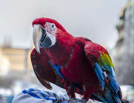 colorful parrot  の写真素材