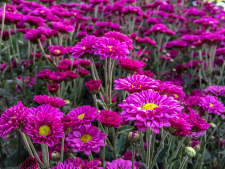 Beautiful pink chrysanthemum, hardy mums, hardy chrysanth.の写真素材