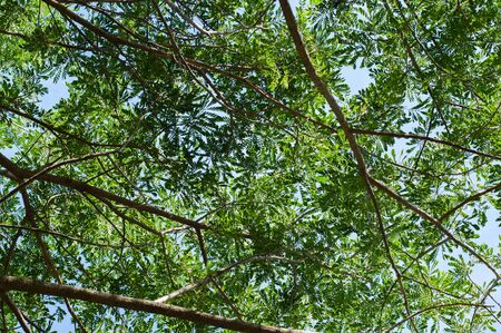 Under green leaves and brown branch of Samanea shadow and blue sky.