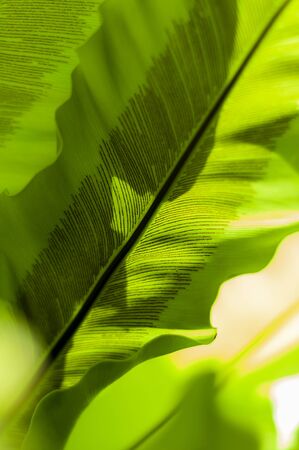 Brown spore pollen line pattern on the back of a green leaf of Asplenium against sunlight , known as hart's-tongue fern, closeup on a blurred background.の写真素材