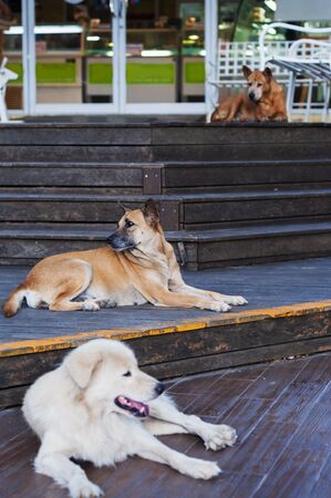 Three dogs looking to three directions lying on three Staircases.の写真素材