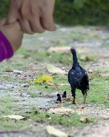 Hand in hand of mom and kid with hen and chicks in background.の写真素材