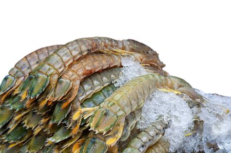 Mantis Shrimp on Ice, white backgroundの写真素材