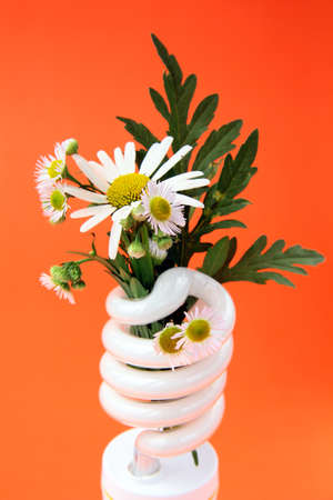 Energy saving lightbulb with daisies - a concept will save the planet