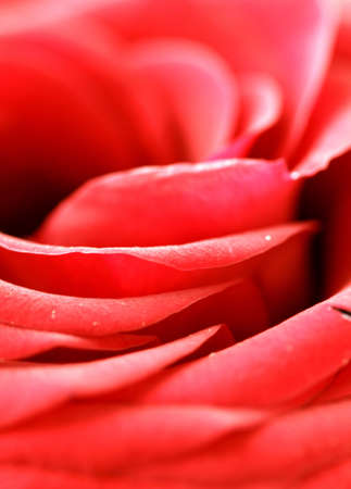 macro beautiful red rose background  の写真素材