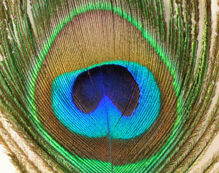 peacock feathers on white backgroundの写真素材