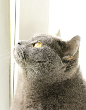 British blue cat with orange eyesの写真素材