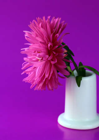 chrysanthemum flower on a purple backgroundの写真素材