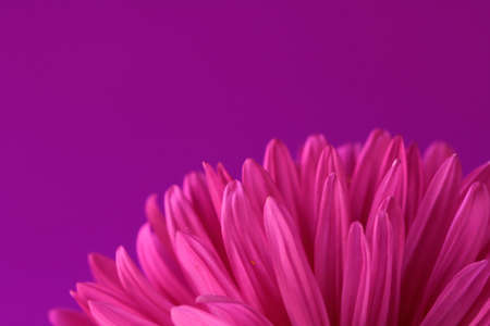 chrysanthemum flower on a purple background
