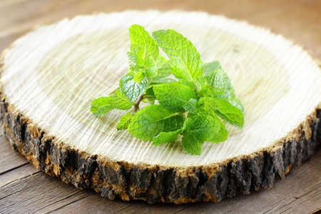bunch of fresh green mint  on the stumpの写真素材
