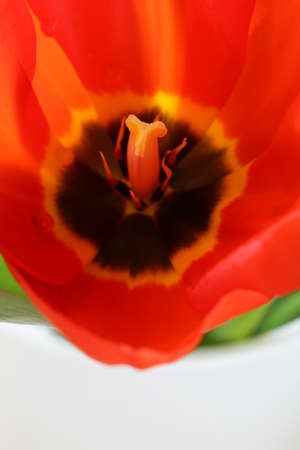 macro shot of red tulips - focus on the pistilの写真素材