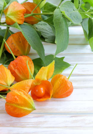 orange physalis berries with green leavesの写真素材