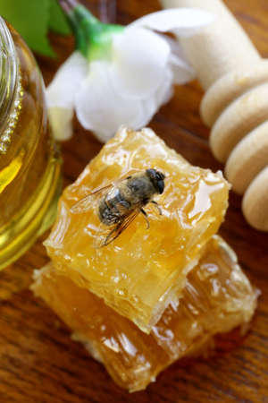 macro shot of honey bee on a honeycomb  natural product 