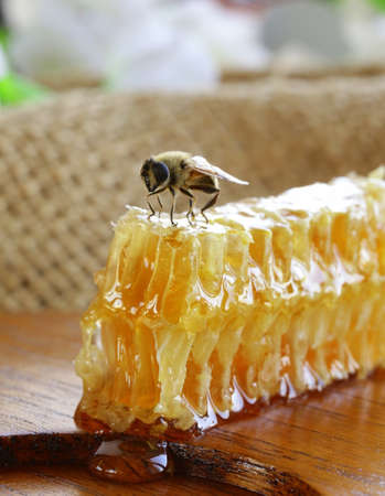 macro shot of honey bee on a honeycomb  natural product 