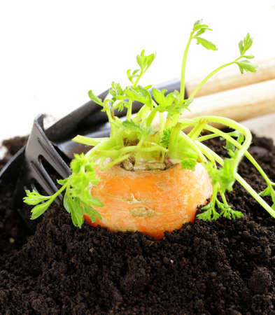 Organic carrots growing out of the ground - fresh, natural foodの写真素材