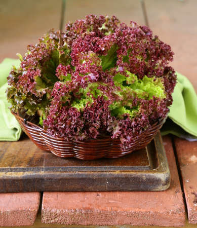 fresh organic purple lettuce (Lollo Rosso)の写真素材