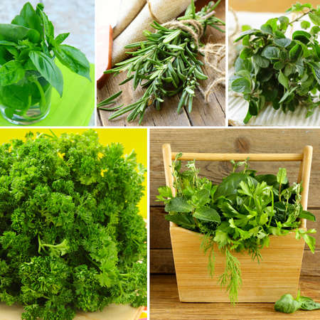collage of different kinds of herbs (basil, oregano, parsley, rosemary)の写真素材