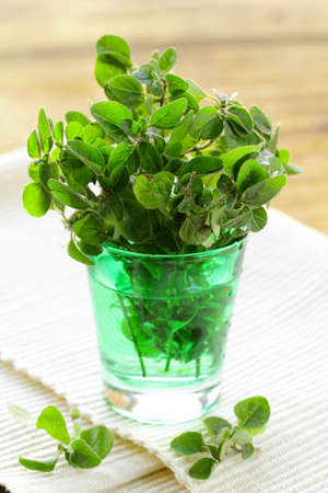 fresh organic oregano (marjoram) on a wooden boardの写真素材