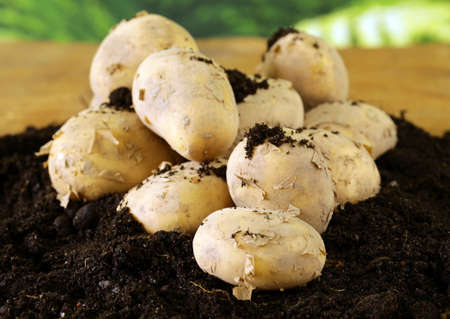 natural organic fresh potatoes on a wooden tableの写真素材