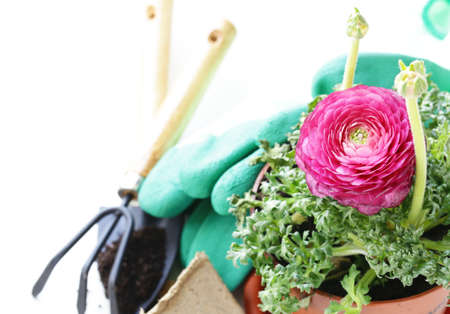 Gardening concept - buttercup flower in a pot and garden tools