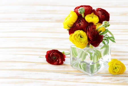 Beautiful spring buttercup ranunculus flowers red and yellowの写真素材