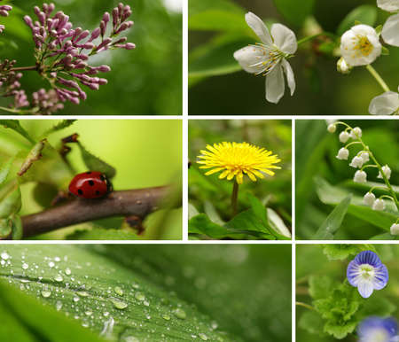 collage springtime (flowering trees and wild flowers)の写真素材