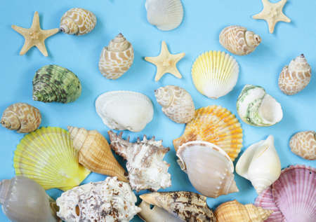 Travel concept pattern made of variety of sea shellsの写真素材