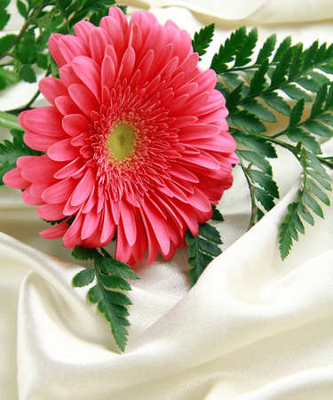 pink gerbera on a beige silk backgroundの写真素材