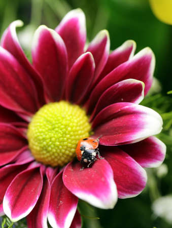 Macro shot of a ladybug on a flowerの写真素材