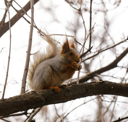 Funny squirrel on the tree eating nuts