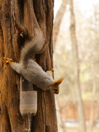 Funny squirrel on the tree eating nuts
