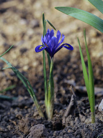 Spring flower crocus grows from the groundの写真素材